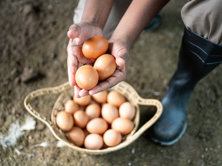 Egg industry pressures might boil over into industry consolidation