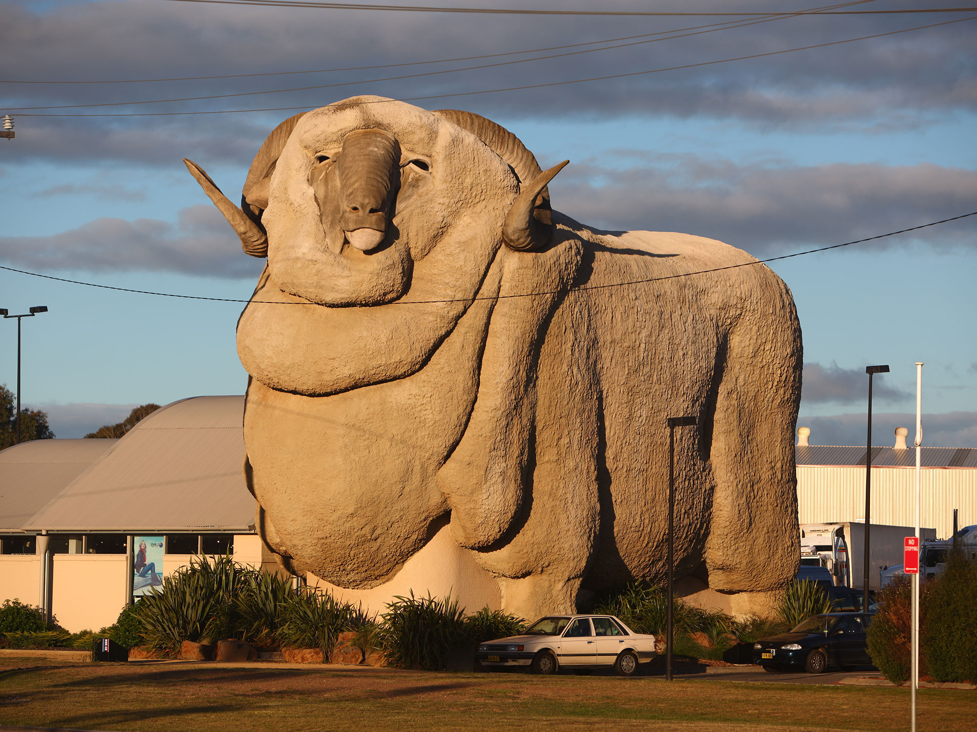 Big Merino seen towering above nearby buildings in Goulburn