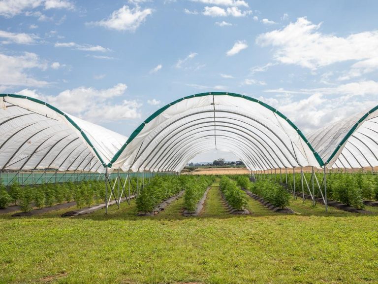 Tasmanian medicinal cannabis farm sold in multimillion dollar deal