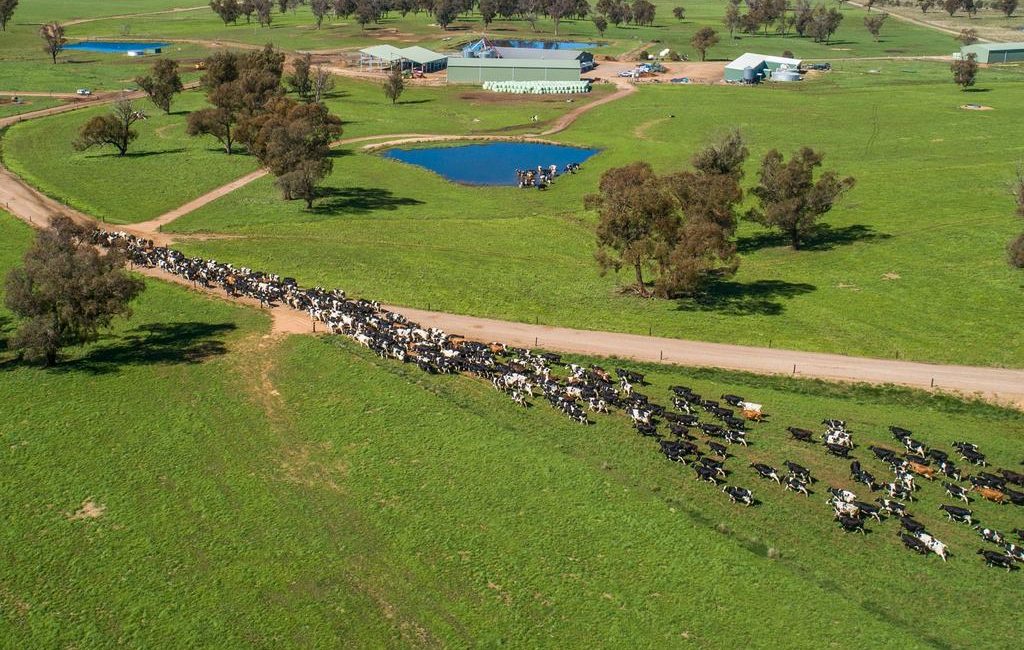 Investors look to milk $25m Walcha Dairy farm for profit
