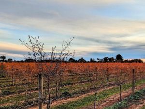 Pomegranate orchard in SA’s Loxton North offering fruitful opportunity