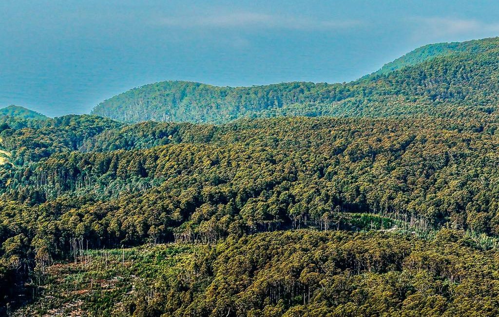 One of Tasmania’s largest privately owned native forests is for sale
