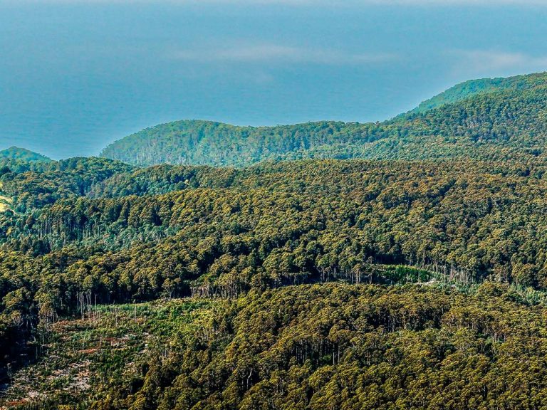One of Tasmania’s largest privately owned native forests is for sale