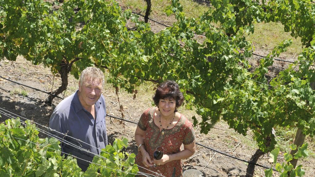 n29dv704 Panton Hill Vineyard and Winery. Teunis and Dorothy Kwak are enjoying a good grape season.
