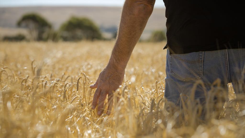 australian farmer in a cropping field