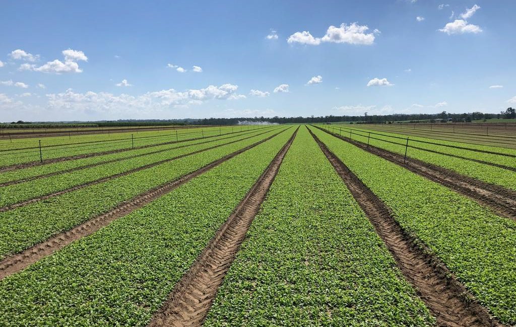 Big rural investors chase sustainable returns as cropping shines