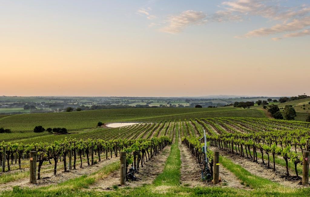 Austwine Viticulture to sell Rosedale Vineyard