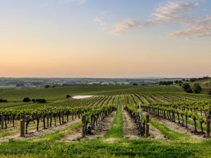 Austwine Viticulture to sell Rosedale Vineyard