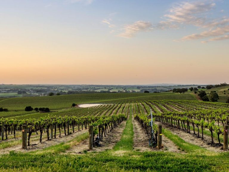 Austwine Viticulture to sell Rosedale Vineyard