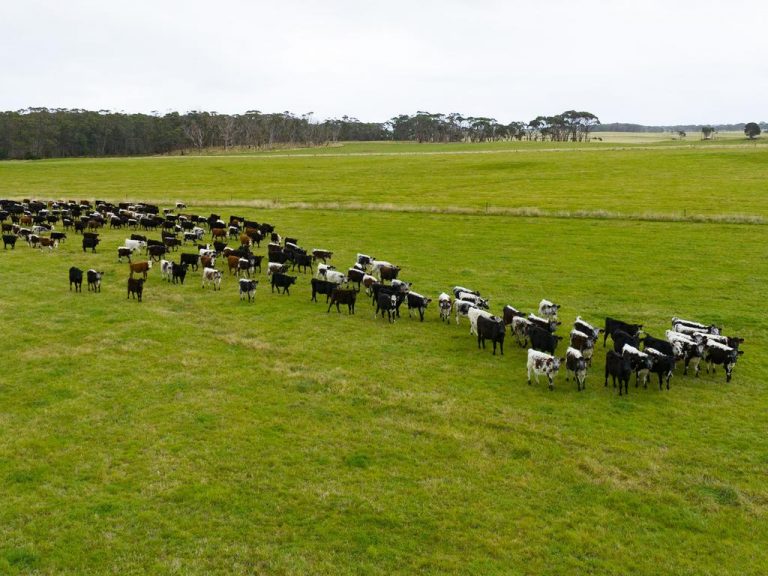 Owner seeks over $70m for 3368ha beef, dairy farm Westmore