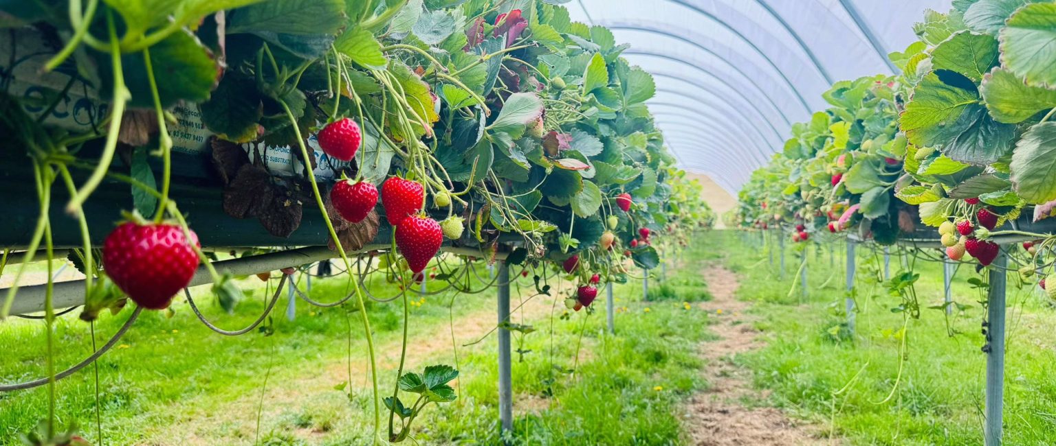 Strawberries, bamboo, dragon fruit and more: Weighing up the investment potential of Aussie farms