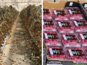 Iconic Hills berry farm listed for sale amid fruit fly scare