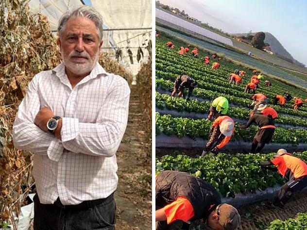 ‘Not a single call’: Hills growers left in the lurch after fruit fly scare