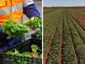 Top vegetable grower puts business on the market