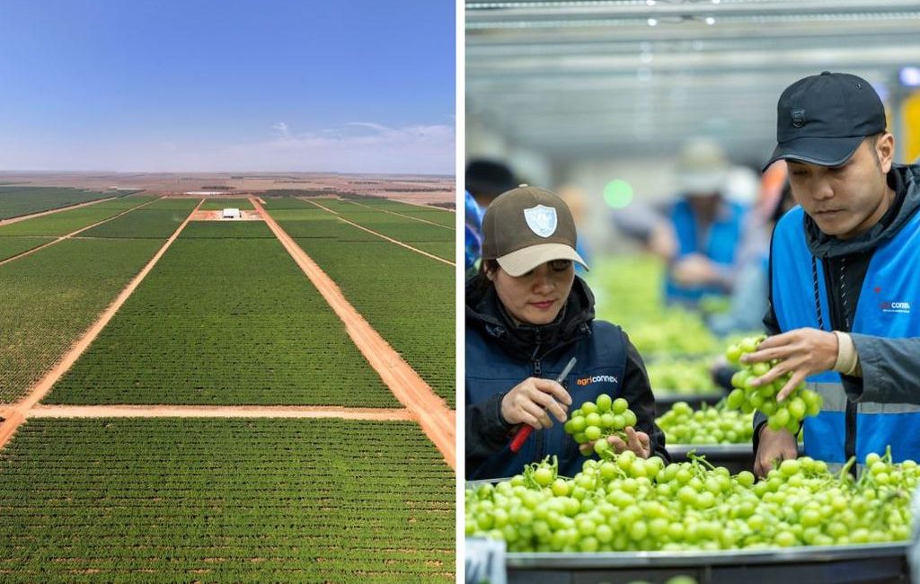 Talia Farms in SA’s riverland town of Lyrup expected to fetch millions