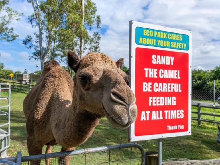 Business listed for sale complete with a camel called Sandy