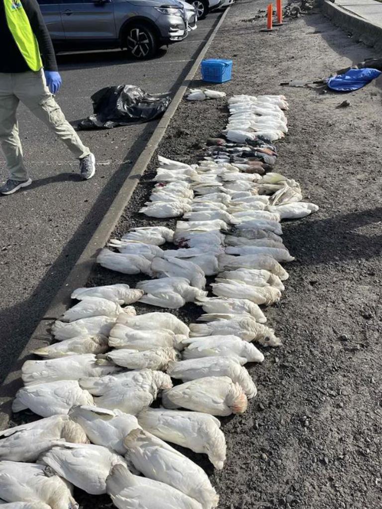 Supplied Real Estate BIRD DEATH