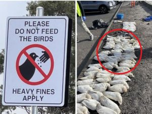 Mass bird deaths outside Melbourne shopping hub