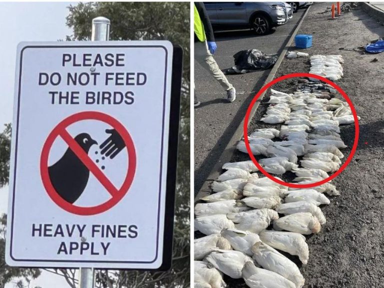 Mass bird deaths outside Melbourne shopping hub