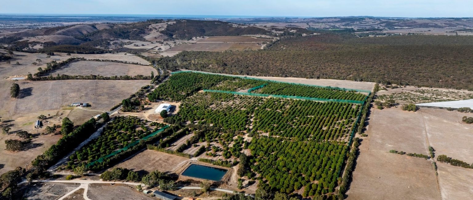 Smashing investment: Rare avocado farm supplying major supermarkets for sale