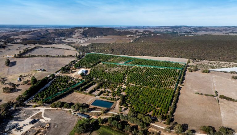 Smashing investment: Rare avocado farm supplying major supermarkets for sale