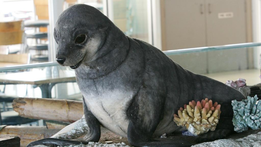 Salty the Seal at Smorgy's Restaurant ,Cunningham Pier.....Where will he End up