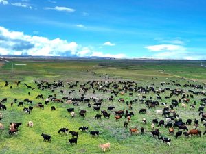 Tas farmland price tops Aussie regions