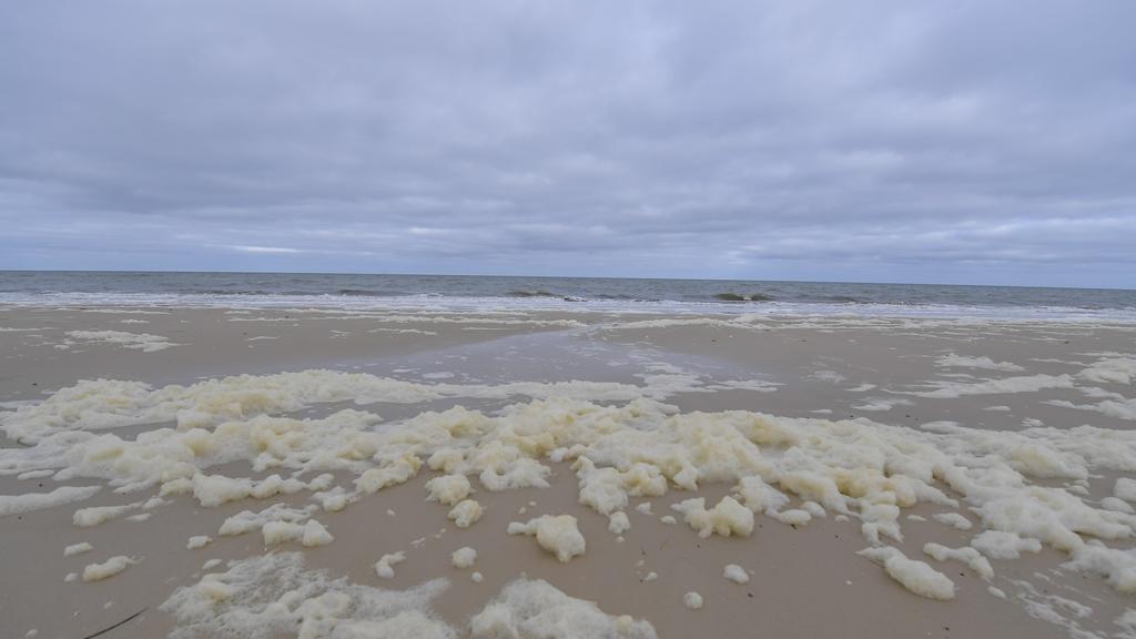 ALGAL BLOOM
