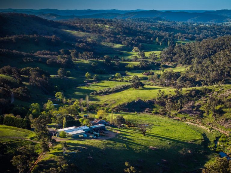 The good oil: Award-winning olive grove listed for sale