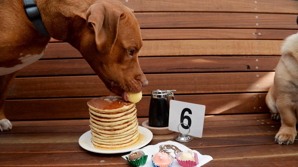 Dogs eating at Pancake Parlour