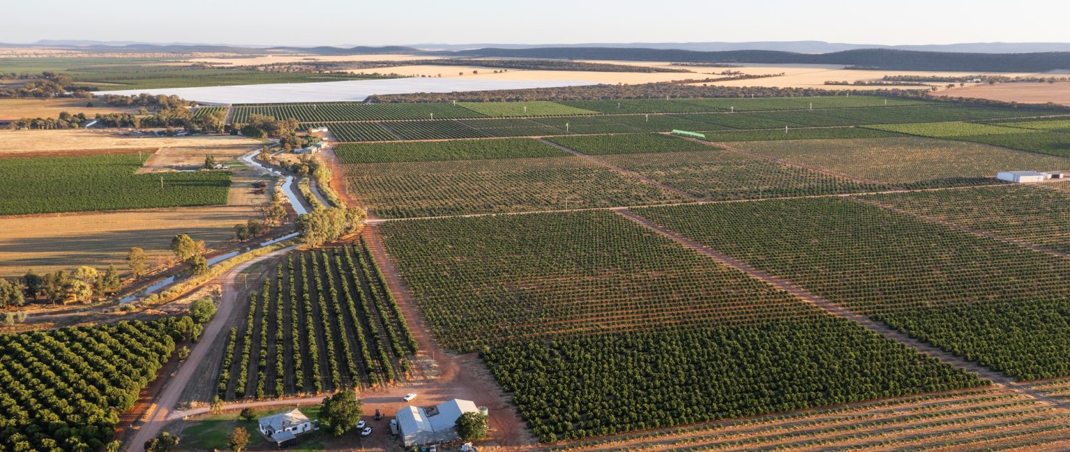 A citrus farm is for sale in Nericon, about 10km from Griffith in NSW. Picture: realcommercial.com.au
