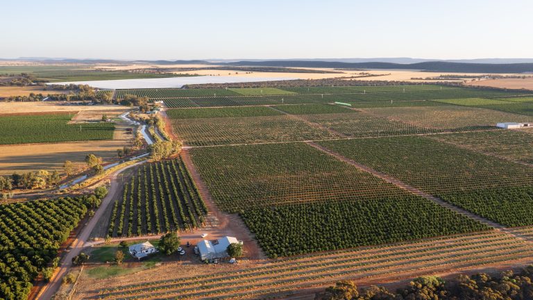 Citrus farm in NSW’s ‘food bowl’ for sale: $60m price expectations