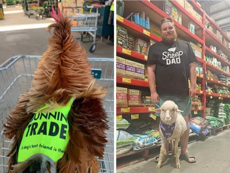 Roosters, cats and sheep at Bunnings divide shoppers in fierce pet debate