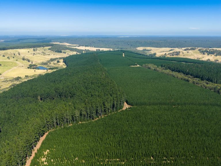 New Forests and Allianz buy major 13,000-hectare AKD timber plantation estate across three states