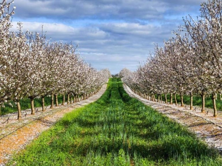 SA’s Monash Station almond orchard tipped to fetch $30m
